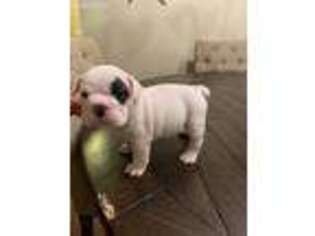 Bulldog Puppy for sale in Acworth, GA, USA