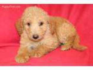 Mutt Puppy for sale in Greenwood, AR, USA