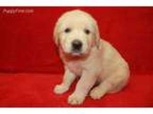 Golden Retriever Puppy for sale in Sallisaw, OK, USA