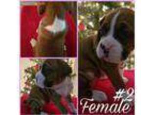 Boxer Puppy for sale in Lancaster, CA, USA