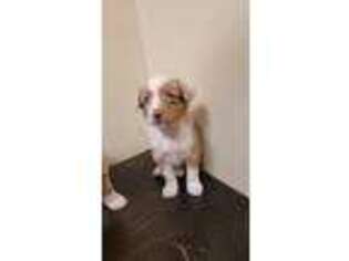 Miniature Australian Shepherd Puppy for sale in Leander, LA, USA