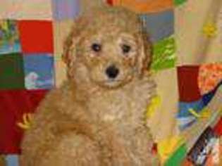 Labradoodle Puppy for sale in CROSSVILLE, TN, USA