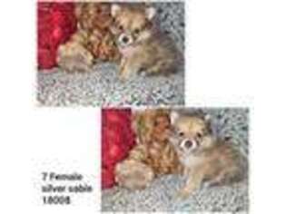 Pomeranian Puppy for sale in West Valley City, UT, USA