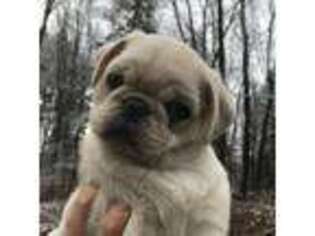 Pug Puppy for sale in Kinsman, OH, USA