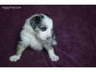 Australian Shepherd Puppy for sale in Onalaska, WI, USA