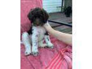 Labradoodle Puppy for sale in Wilmington, NC, USA