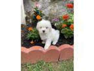 Maltese Puppy for sale in Bowling Green, KY, USA
