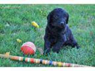 Rottweiler Puppy for sale in Chambersburg, PA, USA
