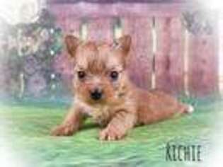 Yorkshire Terrier Puppy for sale in Arvonia, VA, USA