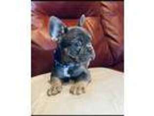 Frenchie Pug Puppy for sale in Pasco, WA, USA