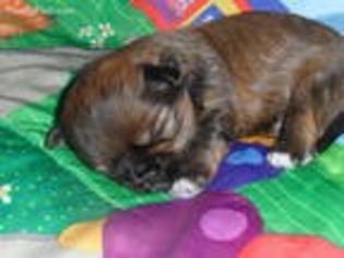 Shorkie Tzu Puppy for sale in Central Islip, NY, USA