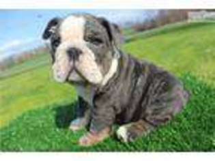 Bulldog Puppy for sale in Ithaca, NY, USA