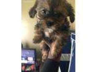 Shorkie Tzu Puppy for sale in Brooklyn, NY, USA