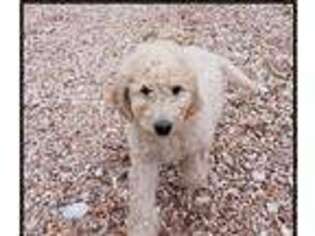 Labradoodle Puppy for sale in Jadwin, MO, USA