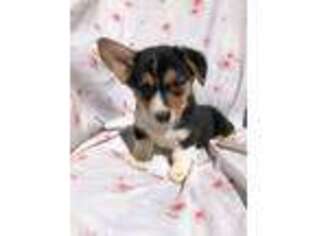 Pembroke Welsh Corgi Puppy for sale in Jackson, GA, USA
