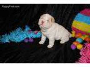 Mutt Puppy for sale in Lake Worth, FL, USA