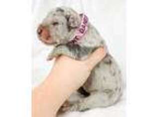 Great Dane Puppy for sale in Winamac, IN, USA
