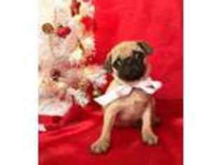 Pug Puppy for sale in Summerfield, NC, USA