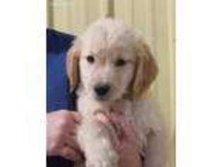 Golden Retriever Puppy for sale in Franktown, CO, USA