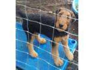 Airedale Terrier Puppy for sale in Munford, AL, USA