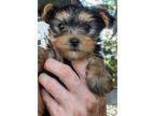 Yorkshire Terrier Puppy for sale in Comfort, TX, USA