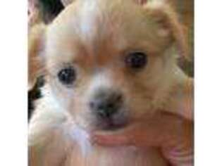 Chihuahua Puppy for sale in Clermont, FL, USA