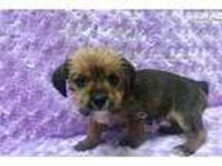 Shorkie Tzu Puppy for sale in Hattiesburg, MS, USA