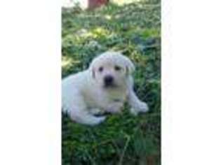 Labrador Retriever Puppy for sale in Richfield, PA, USA
