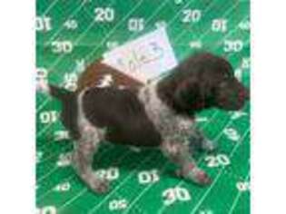 German Shorthaired Pointer Puppy for sale in Alton, IA, USA