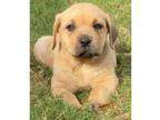 Cane Corso Puppy for sale in Edinburg, TX, USA