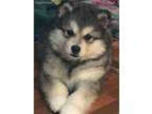 Alaskan Malamute Puppy for sale in Trivoli, IL, USA