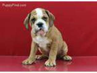 Olde English Bulldogge Puppy for sale in Spotsylvania, VA, USA