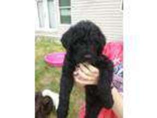 Labradoodle Puppy for sale in Galena, MO, USA