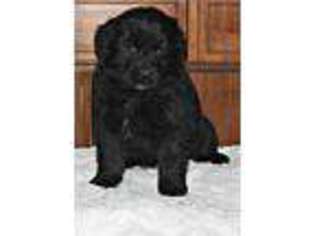 Newfoundland Puppy for sale in Mooresville, MO, USA