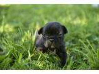 French Bulldog Puppy for sale in Everett, PA, USA