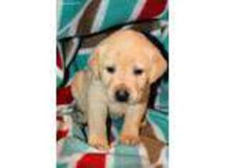Labrador Retriever Puppy for sale in Bloomsburg, PA, USA