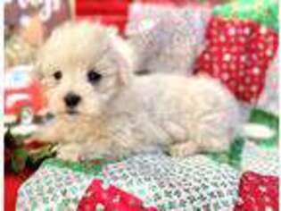 Maltese Puppy for sale in Honey Brook, PA, USA