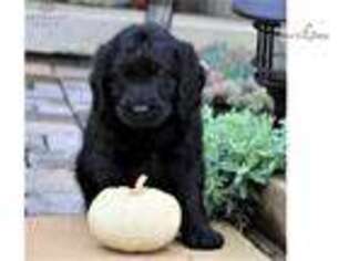 Labradoodle Puppy for sale in Harrisburg, PA, USA