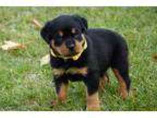 Rottweiler Puppy for sale in BROCKTON, MA, USA