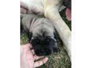 Mastiff Puppy for sale in Edwardsville, IL, USA