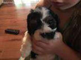 Cavapoo Puppy for sale in Leicester, NC, USA