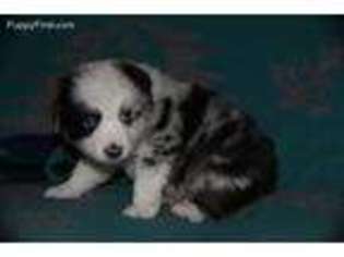 Australian Shepherd Puppy for sale in Bartlesville, OK, USA