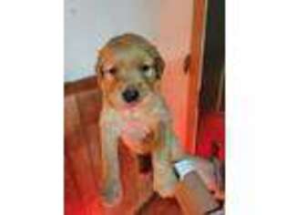 Golden Retriever Puppy for sale in Little Suamico, WI, USA