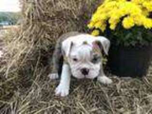Bulldog Puppy for sale in Hunt, NY, USA