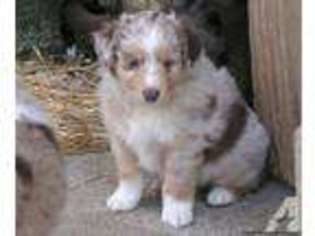 Miniature Australian Shepherd Puppy for sale in UNIONTOWN, OH, USA