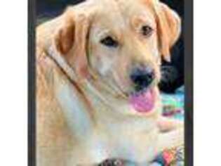 Labrador Retriever Puppy for sale in Spring Hill, FL, USA