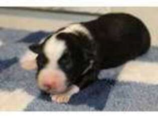 Miniature Australian Shepherd Puppy for sale in Rochester, MN, USA