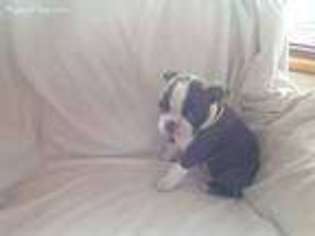 Boston Terrier Puppy for sale in Toledo, OR, USA