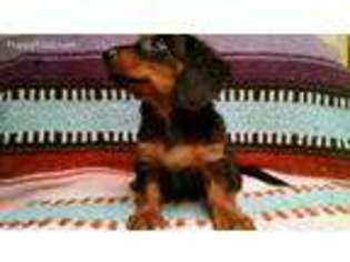 Dachshund Puppy for sale in Campo, CA, USA