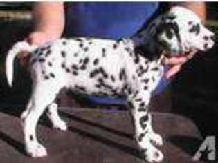 Dalmatian Puppy for sale in HOUSTON, TX, USA